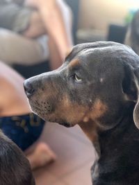 Close-up of dog looking away