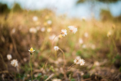 Close-up of flowering plant on field