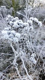Close-up of snow on branch