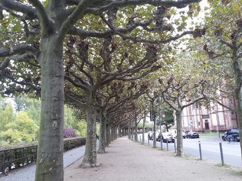 Footpath amidst trees in park