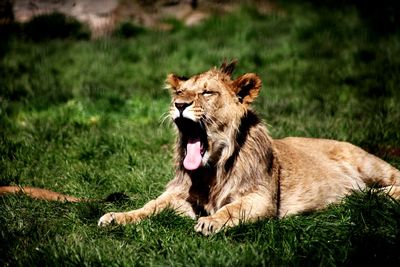 Close-up of a cat yawning