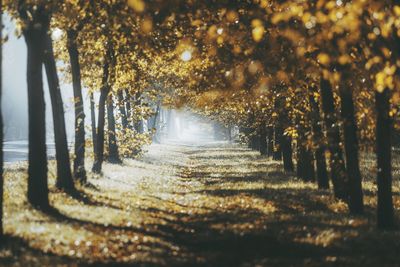 Footpath amidst trees in forest