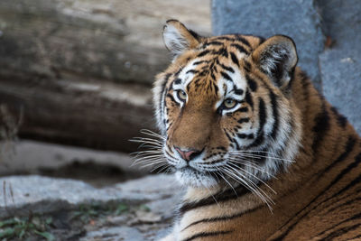 Close-up portrait of tiger