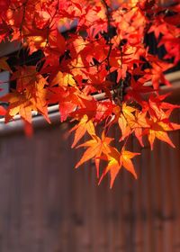 Close-up of maple leaves during autumn