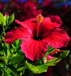 Close-up of hibiscus blooming outdoors