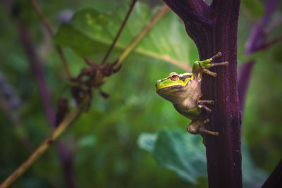 Close-up of insect on plant