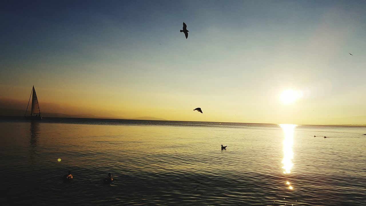 sunset, sea, flying, bird, water, silhouette, nature, sun, outdoors, beauty in nature, idyllic, animal themes, sky, animals in the wild, scenics, tranquility, no people, horizon over water, day