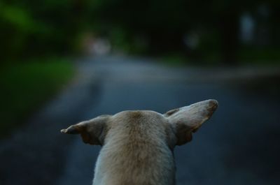 Rear view of dog on street