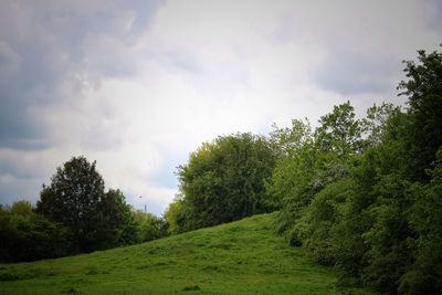 Trees on landscape against sky