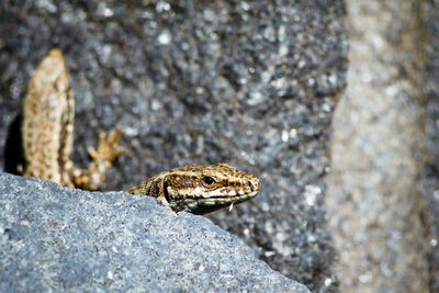 Close-up of lizard on rock