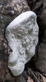 High angle view of mushroom growing on rock