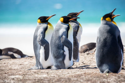 Penguins at beach