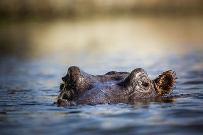 Close-up of animal swimming in lake