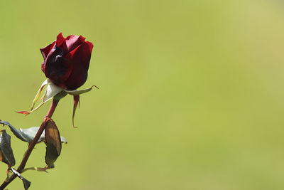 Close-up of red rose