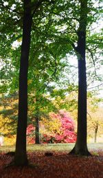 Trees in forest