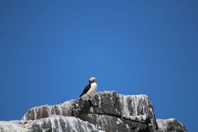 Low angle view of bird perching on rock against clear blue sky