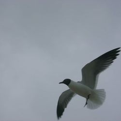 Low angle view of seagulls flying over white background