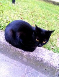 Portrait of cat relaxing on grassy field