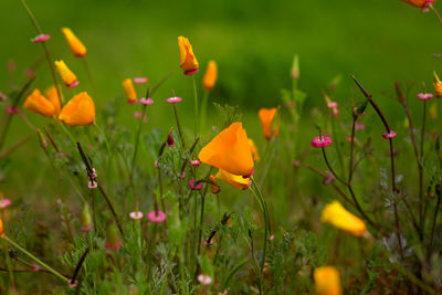 Close-up of yellow flowers blooming in field