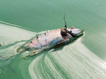 Close-up of dead fish in lake