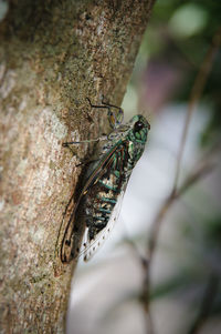 Close-up of butterfly on tree trunk