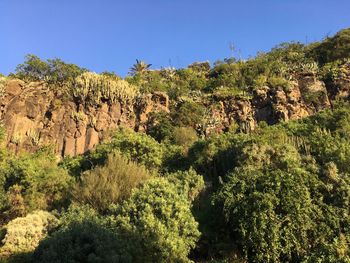 Plants growing on rock against sky