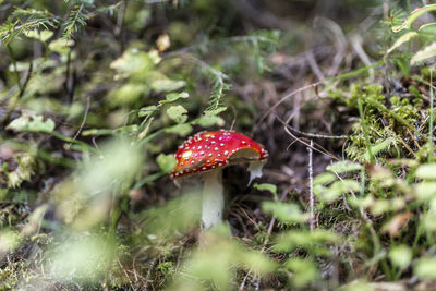 Close-up of fly agaric mushroom on field