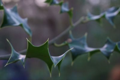 Close-up of sharp plants growing outdoors