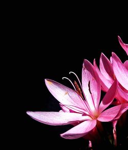 Close-up of pink flowers against black background