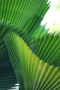 Full frame shot of palm tree