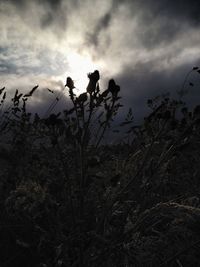 Silhouette of trees on field against cloudy sky