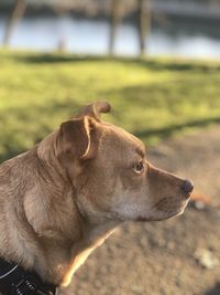 Close-up of dog looking away