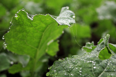 Close-up of water drops on leaf