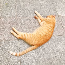 High angle view of cat lying on footpath