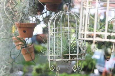 Close-up of potted plant