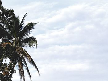 Low angle view of palm trees against sky