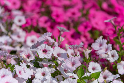 Close-up of pink flowering plants