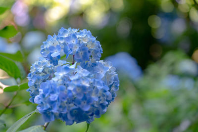 Close-up of purple hydrangea flower in park