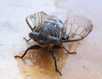 Close-up of insect