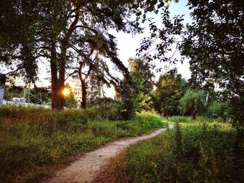 Footpath amidst trees on field against sky