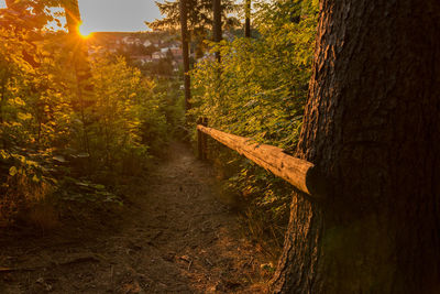 Footpath amidst trees in forest during autumn