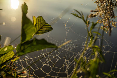 Close-up of spider on web against plants