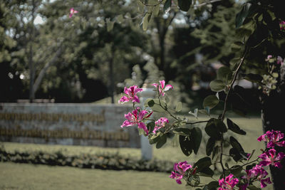 Close-up of pink flowering plant