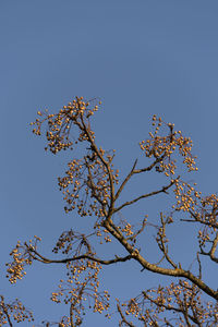 Low angle view of flowering plants against clear blue sky