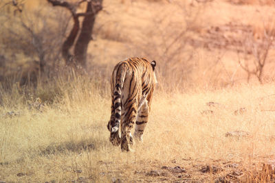 View of horse on field