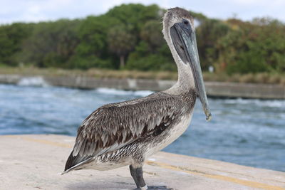 View of bird perching on beach