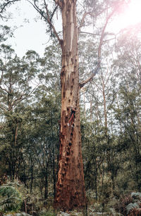 Low angle view of bare trees in forest