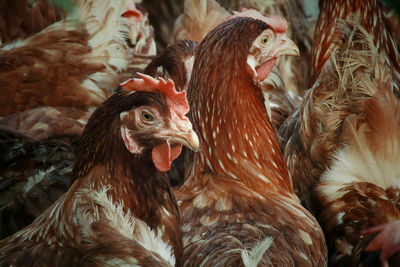 Close-up of hen