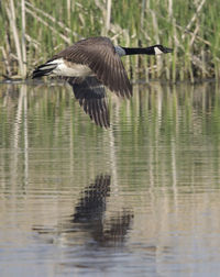 Canadian goose in flight above lake.