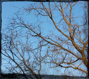 Low angle view of bare trees against sky